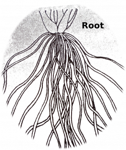 28+ Collection of Fibrous Root Drawing | High quality, free cliparts ...
