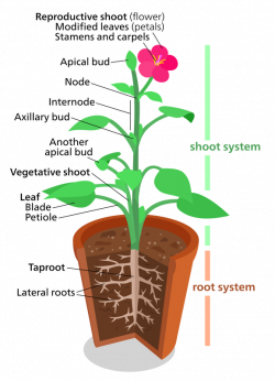 What different types of root systems do. - Plant Science