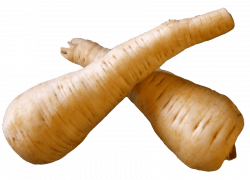 fresh parsnip root png - Free PNG Images | TOPpng