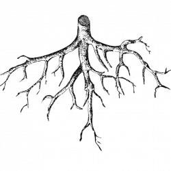 Roots Illustration transparent PNG - StickPNG