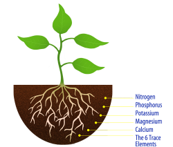 Roots clipart plant nutrient, Picture #201739 roots clipart ...