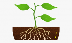Roots Clipart Plant Stem - Plant With Roots Clipart #985483 ...