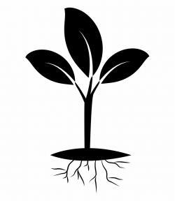 Free Plant Roots Png - Seedling Black And White Free PNG ...