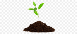 Tree Root clipart - Plants, Agriculture, Tree, transparent ...