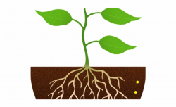 Free Seedling Clipart Black And White, Download Free Clip ...