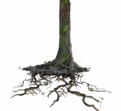 Tree Root Trunk Clip art - root 3000*2749 transprent Png Free ...
