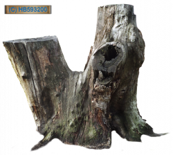 Tree Stump 002 - HB593200 by hb593200 on DeviantArt