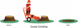 Tree Stump Removal & Stump Grinding - Hampshire, New Forest, Southampton