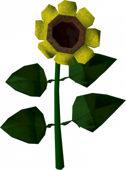 Sunflower | RuneScape Wiki | FANDOM powered by Wikia