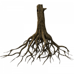 Lower Tree Trunk and Roots transparent PNG - StickPNG