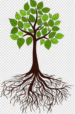 Tree illustration, Tree Root Branch, tree roots transparent ...