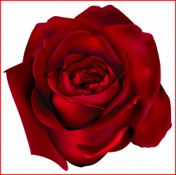 Incredible Transparent Red Rose Png Clipart Picture Flowers Of ...