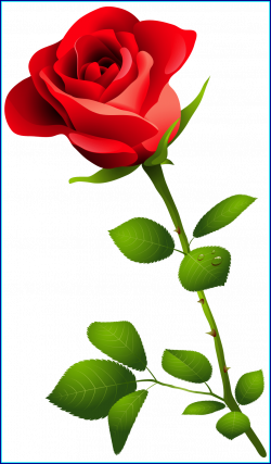 Incredible Red Rose With Stem Png Clipart Image Transparent Of ...
