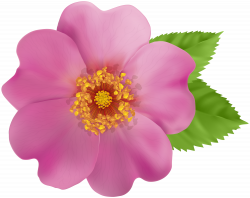 Wild Rose Flower PNG Clip Art Image | Gallery Yopriceville - High ...