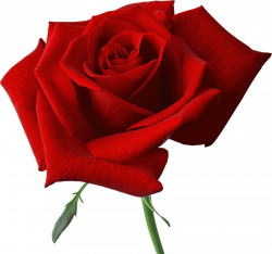 red rose png - Free PNG Images | TOPpng
