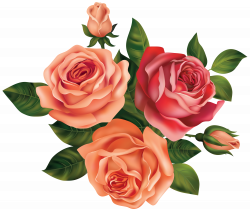 Rose Flower Clip art - Beautiful Roses Clipart Image 5000*4239 ...