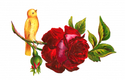 Red Clipart Yellow Rose#3844190