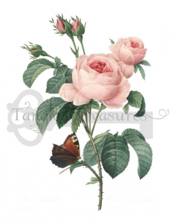 French Pink Rose with Butterflies Clipart: High Resolution ...