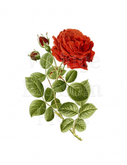 PNG Vintage Rose Clip Art, Red Rose Illustration, Digital Download, Digital  Graphic, Digital Art, Red Rose Clipart - 1075