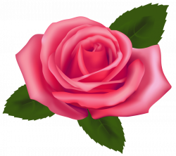 beautiful pink rose png - Free PNG Images | TOPpng