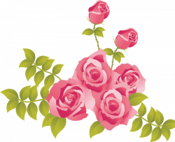 Rose Pink Clip art - Pink Roses Painted Picture Clipart 800*650 ...