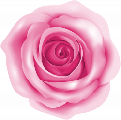 Pink Rose PNG Clip Art Image | Gallery Yopriceville - High-Quality ...