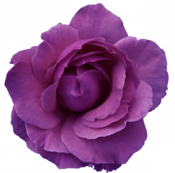 Flower Rose Red- Purple Transparent | Free Images at Clker.com ...