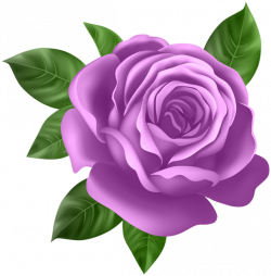 Purple Rose Transparent PNG Clip Art | Gallery Yopriceville - High ...