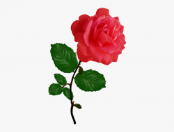 Red Red Rose Clipart - Single Pink Rose Png Transparent ...