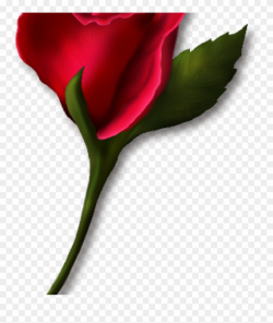 Single Rose Clipart Single Rose Clipart Png Real Clipart ...
