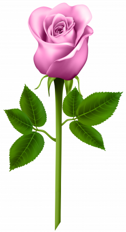 Pink Rose Transparent PNG Image | Gallery Yopriceville - High ...