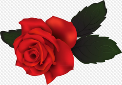 Rose Clipart with transparent background