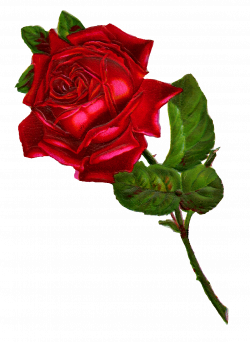 Antique Images: Stock Red Rose Digital Clip Art