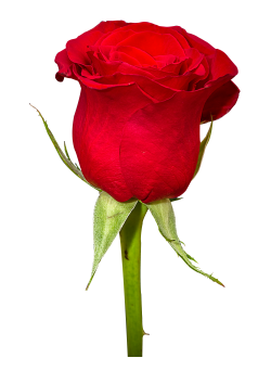 Rose Flower PNG image - PngPix