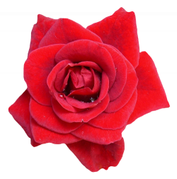 Red Rose Flower PNG Image - PngPix
