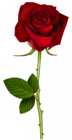 Red Rose PNG Transparent Image | Çiçekler | Pinterest | Rose and Flowers