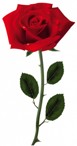 Red Rose PNG Art Picture | ✪ Clipart ✪ | Pinterest | Rose, Clip ...