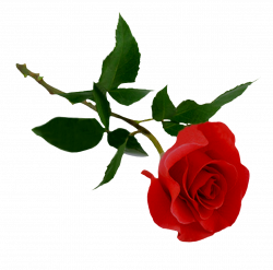 Red Rose PNG Image - PurePNG | Free transparent CC0 PNG Image Library
