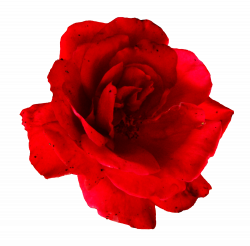 5 Flower Red Rose PNG Image Transparent | OnlyGFX.com