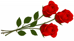 Large Red Roses PNG Clipart | Gallery Yopriceville - High-Quality ...