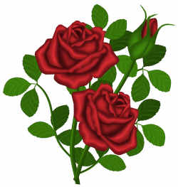 Red Roses PNG Picture Clipart | Gallery Yopriceville - High-Quality ...