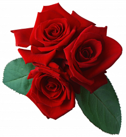 Three Red Rose Png Flower