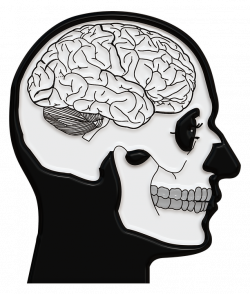 Crying Brain Cliparts#4600111 - Shop of Clipart Library