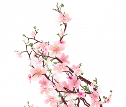 Collection of free Blossomed clipart tumblr transparent. Download on ...