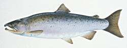 Atlantic salmon clipart etc 2 image - Clip Art Library