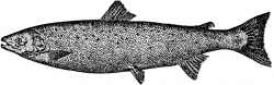 Atlantic Salmon | ClipArt ETC
