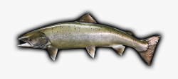Salmon Mount Png - Brown Trout #234071 - Free Cliparts on ...