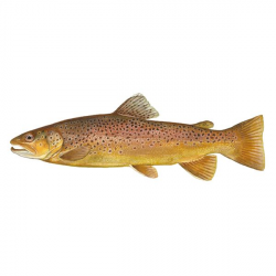 Free Salmon Clipart brown trout, Download Free Clip Art on ...