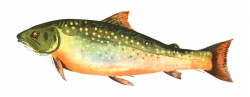 Salmon Clipart Brook Trout - Big Trout Clip Art, Transparent ...