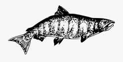 Chinook Salmon - Chinook Salmon Clipart Black And White ...